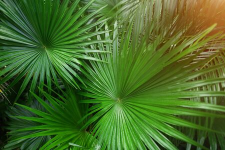 close up green Tropical big palm leaves with sunlight in exotic country Thailand Landscape Holiday . concept of foreign background, summer plants or nature and travelの写真素材
