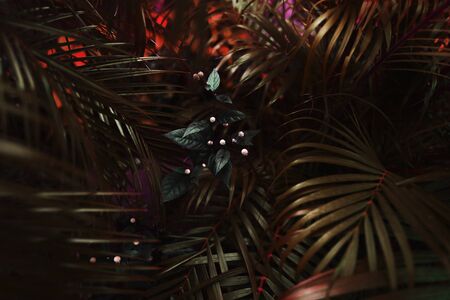 dark exotic fantastic portrait of red palm leaves and flower. concept of travel, phone or laptop wallpaper backgroundの写真素材