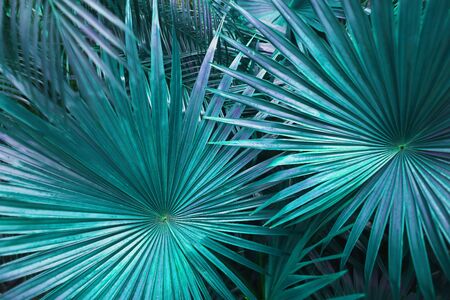 close up turquoise Tropical big palm leaves in exotic country. concept of foreign background, summer plants or nature and travelの写真素材