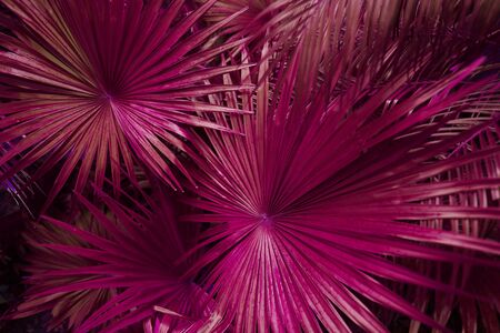 close up pink Tropical big palm leaves in exotic country Thailand Landscape Holiday . concept of foreign background, summer plants or nature and travelの写真素材