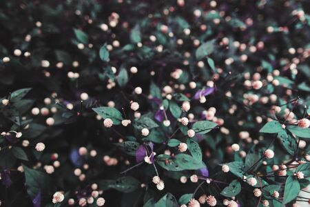 top view portrait of tropical exotic little flowers plants on summer time. Thailand Landscape Holiday travelの写真素材
