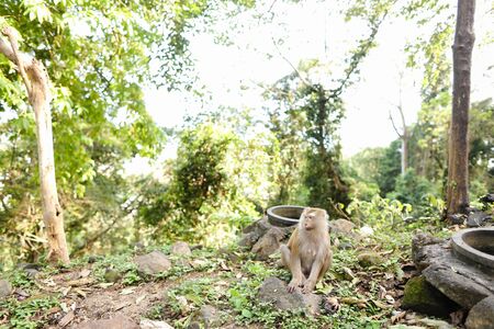 Wild cute macaco sitting on grass. oncept of nature and protected areas for animals.の写真素材