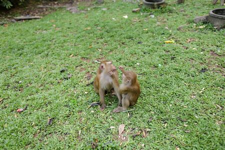 Two monkeys sitting on grass in park. Concept of protected area for animals ad wild nature.の写真素材