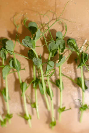 Sprouted seeds closu up, focus on front sprouts. healthy eating, super food.の写真素材