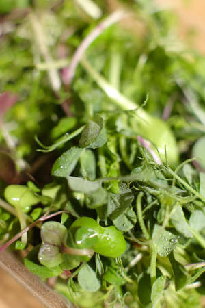 Sprouted seeds closu up, focus on front sprouts. healthy eating, super food Selective focus