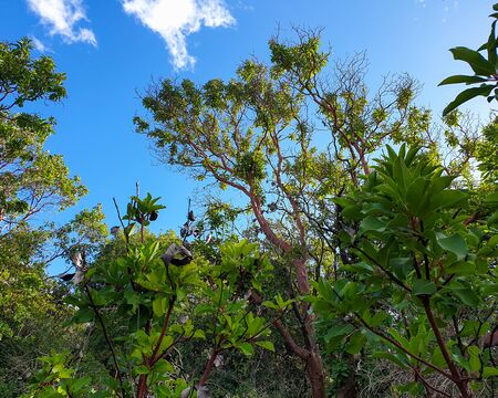 Tree Top and Blue Sky