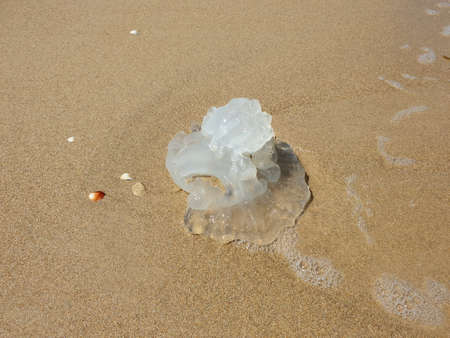 Jellyfish in the water near the beachの写真素材