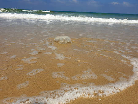Jellyfish in the water near the beachの写真素材