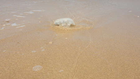 Jellyfish in the water near the beachの写真素材