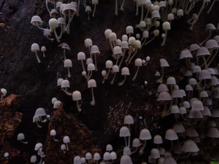 fairy inkcap tiny small mushrooms (Coprinellus disseminatus ) mushrooms on a tree