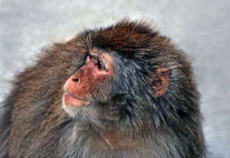 monkeyの写真素材