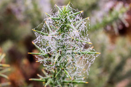 spiders web on a bush