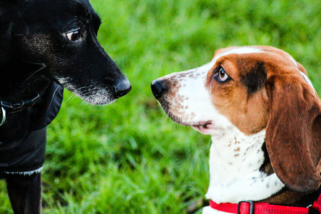 basset hound meeting dog