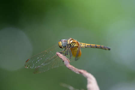 Yellow dragonfly 