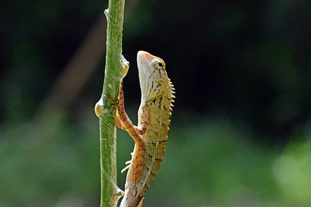 chameleon