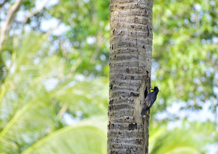 The mynas bird is carrying the hair on the coconut tree.の写真素材