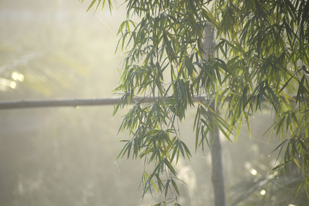Bamboo trees in the morning are full of fog.の写真素材