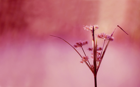 Flowers of grass that grow naturally. There is enough space for text input.の写真素材