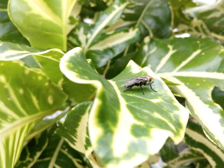 Fly on a green leaf in the garden. Housefly on a green leaf.の写真素材