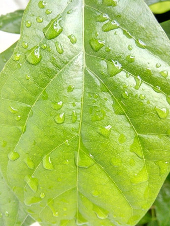 Water drops on green leaf. Nature background. Selective focus.の写真素材