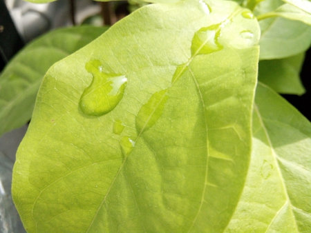 Water drop on green leaf. Water drop on green leaf. Water drop on green leaf.の写真素材