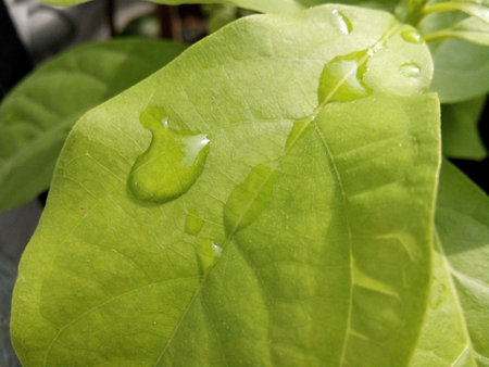 Water droplets on green leaf after the rain in the morning.の写真素材