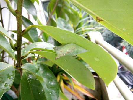 Close up of pupa on green leaf of a ficus benjamina plantの写真素材