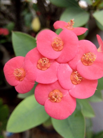 Crown of thorns flower, Euphorbia milli Desmoulの写真素材