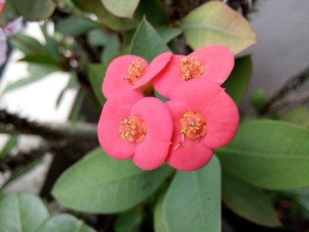 Crown of thorns or Christ Thorn flower, Euphorbia miliiの写真素材