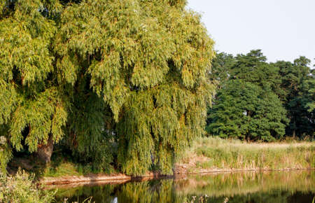 Landscape. The lake in the park. Summerの写真素材