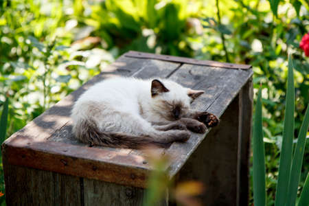 Kitten in the gardenの写真素材