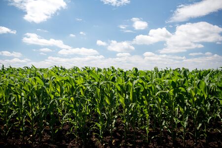 Green cornfield and blue skyの写真素材