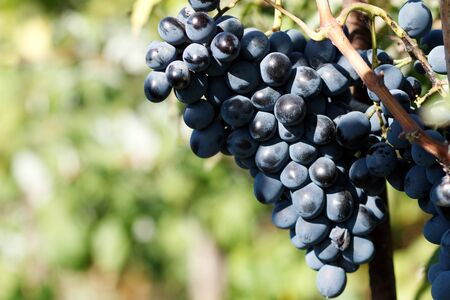 Ripe grapes on the vine in Franceの写真素材