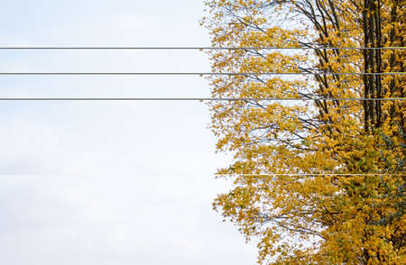 Autumn tree on dry meadowの写真素材