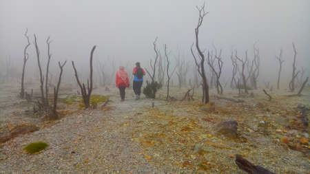 Thick fog covers the dead forest of Mount Papandayan.の写真素材