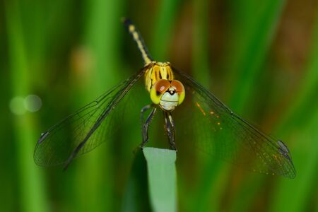 dragonflyの写真素材