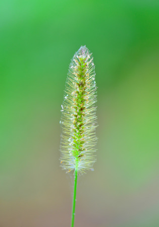 Poaceaeの写真素材