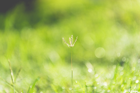Abstract background of blurred meadowの写真素材