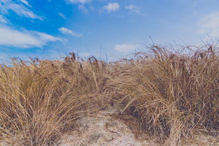 Summer landscape , Meadow field.の写真素材