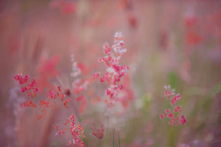 Flowers grass blurred bokeh background vintageの写真素材