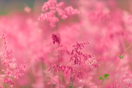 Flowers grass blurred bokeh background vintageの写真素材