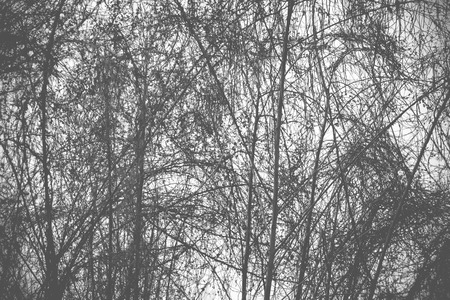 tree branches in black and whiteの写真素材