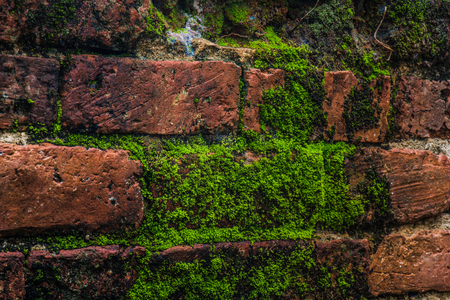 Old wall and green mos backgroundの写真素材