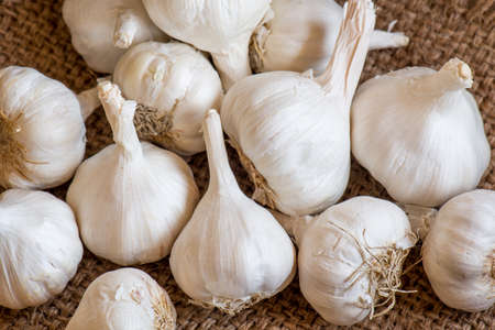Garlic