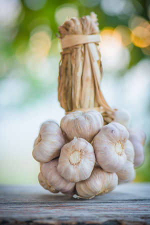 Garlic