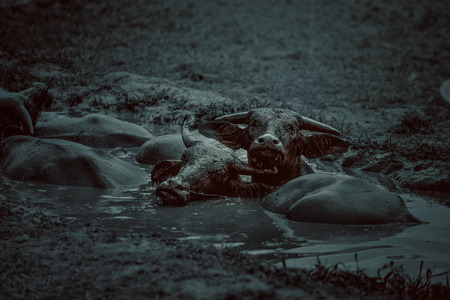Buffalo on dark background. Black and white image