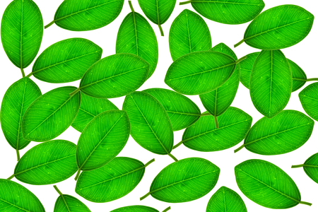 Leaves isolated on whiteの写真素材