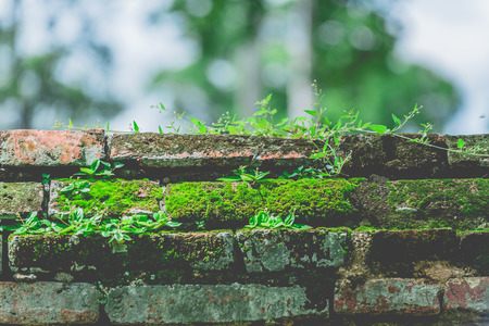 white flowers on the mossy rocksの写真素材