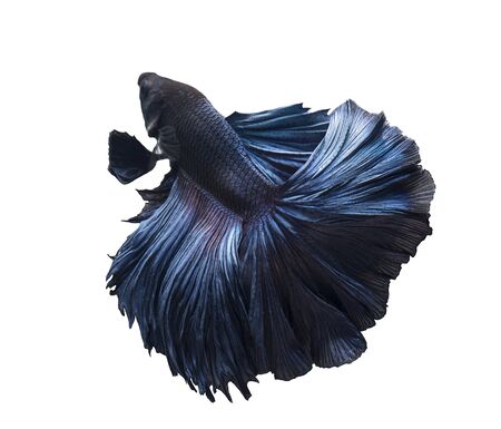 Fighting fish isolated on white backgroundの写真素材