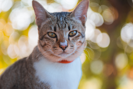 cat